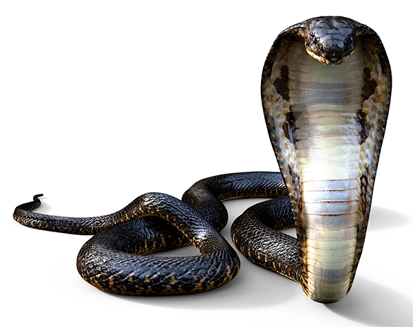 king-cobra-the-world-s-longest-venomous-snake-isolated-on-white-background.png
